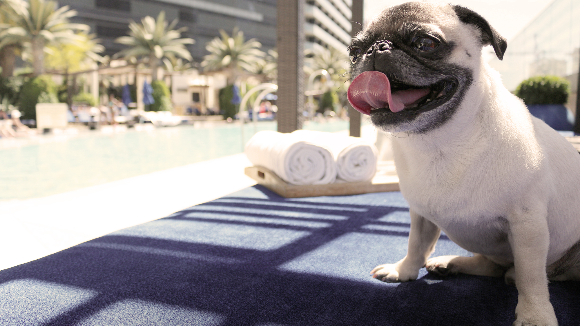 Dogs (almost) playing poker: Pets welcome at many Vegas hotels