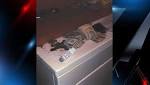 Deputies: 2 arrested, 11 illegal poker machines seized in Cherokee Co. gambling bust