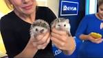 Meet Harley Quill and Poker: Adorable baby African pygmy hedgehog ambassadors